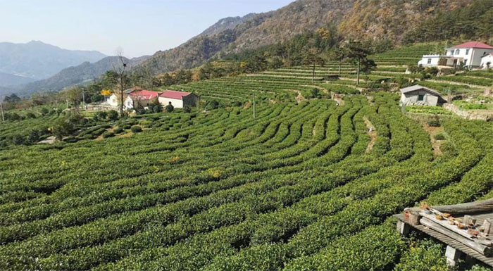  安慶師范大學“茶旅融合發(fā)展調研”暑期社會實踐團赴岳西縣開展實地調研活動