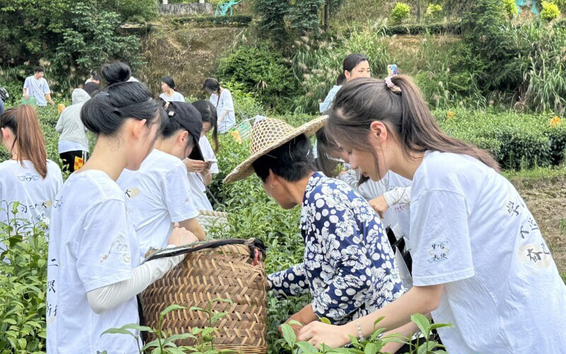 閩衛(wèi)院學(xué)子三下鄉(xiāng)：體驗(yàn)古法制茶技術(shù)，品味“下黨的味道”，感受鄉(xiāng)村振興文化