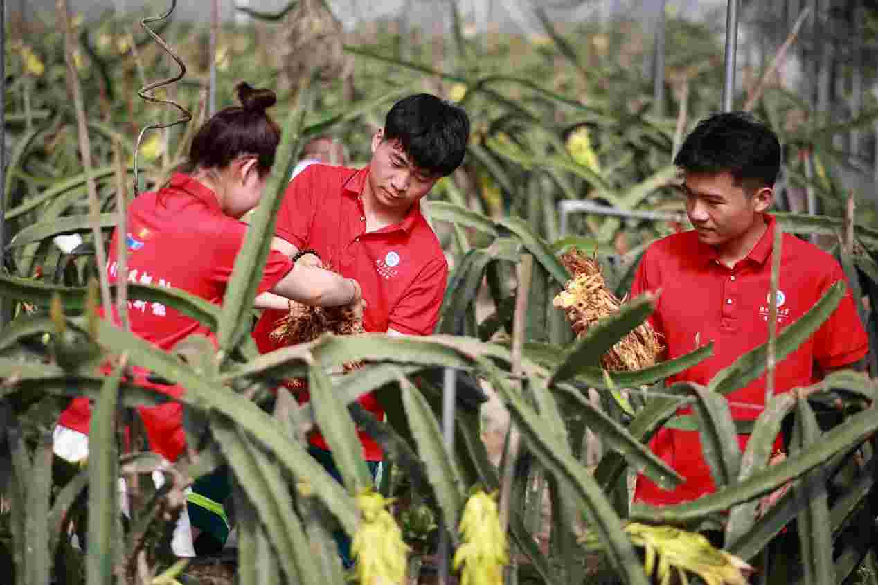 助農(nóng)“青”力為，許愿果豐收