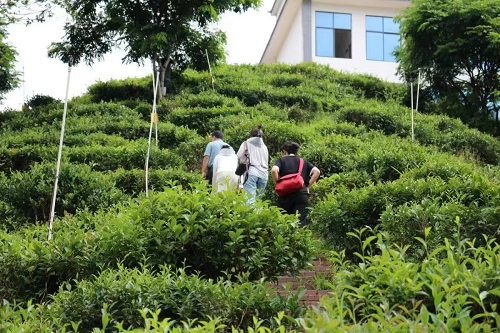 湘大學子：凝聚助農(nóng)力量，踐行擔當精神