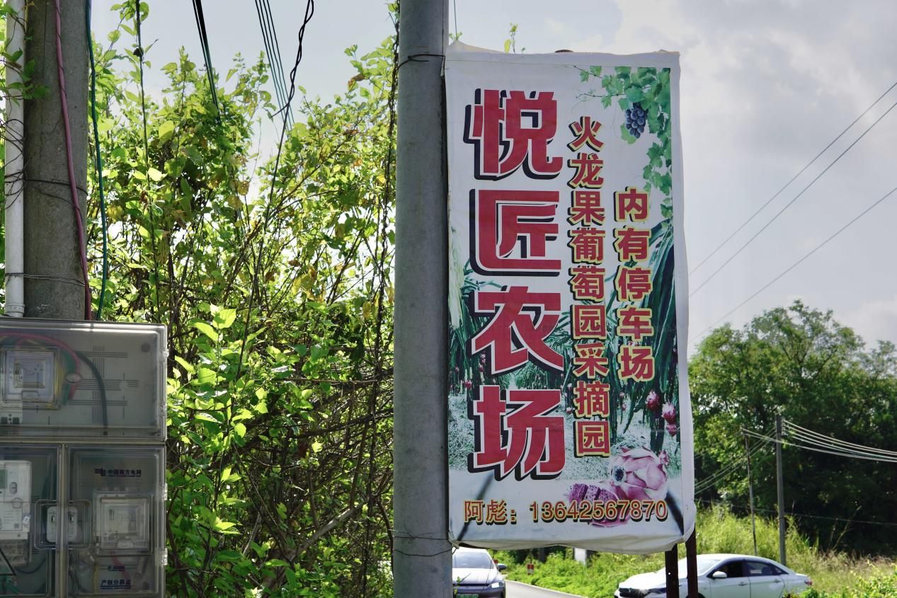 【百千萬工程 助力鄉(xiāng)春】挖掘西河農(nóng)業(yè)特色，探尋產(chǎn)業(yè)發(fā)展脈絡(luò)