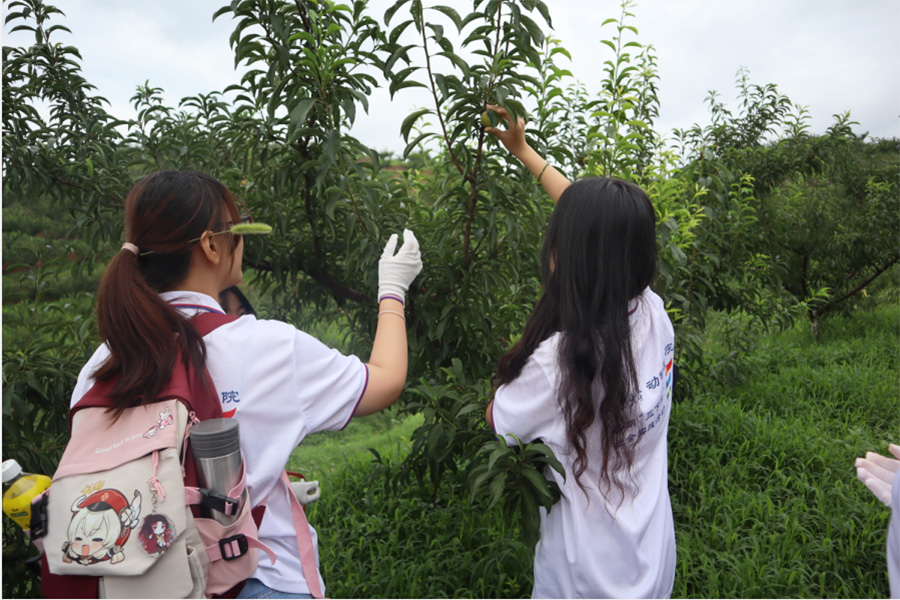 西南大學(xué)學(xué)子三下鄉(xiāng)：厚植愛(ài)農(nóng)情懷，勇?lián)鷷r(shí)代責(zé)任