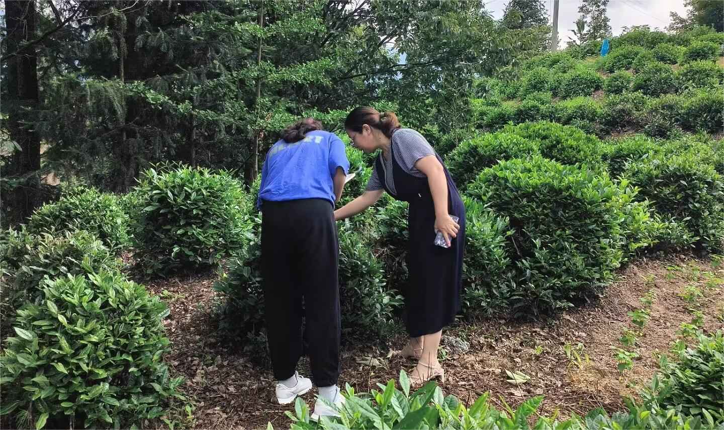 山東大學(xué)（威海）茶韻徽風(fēng)調(diào)研團(tuán)——茶香繞徽州，茶鄉(xiāng)旅致富